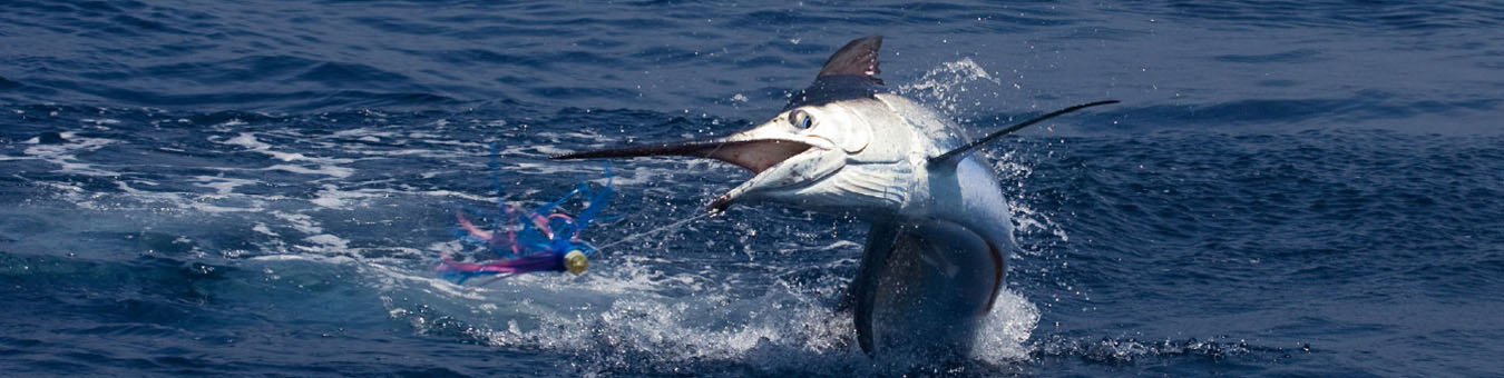 Mauricius rybolov