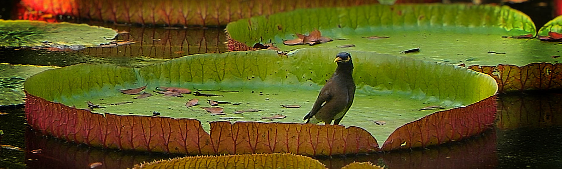 Mauricius ptaci